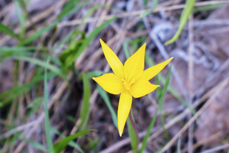 A yellow wild tulip in a green clearingの写真素材