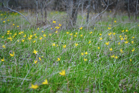 A yellow wild tulip in a green clearingの写真素材