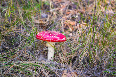 A beautiful fly agaric grows in the forest among the grass in the meadow in the forestの写真素材