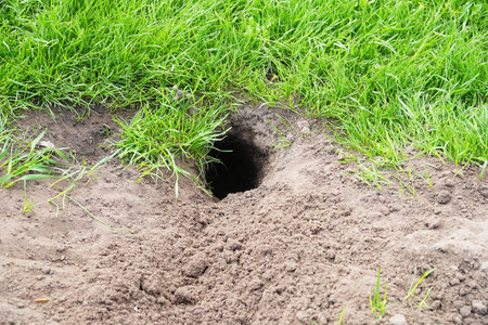 Freshly dug gopher hole in the groundの写真素材