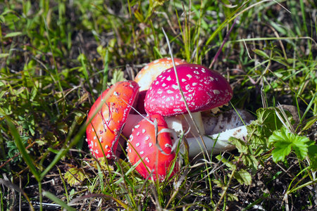 Several fly agarics are stacked on the grassの写真素材