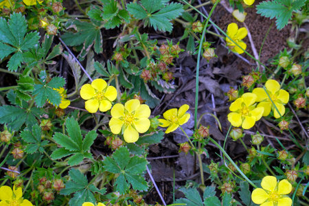 Yellow flowers of lapotentilla on a natural backgroundの写真素材