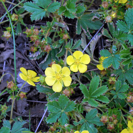 Yellow flowers of lapotentilla on a natural backgroundの写真素材
