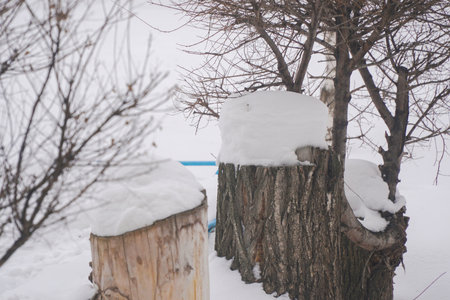 Tree stumps under the snow in the winter forest. Stumps covered with snow
