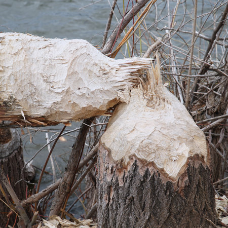 Trunks of trees on the shore of the lake gnawed and felled by a beaver