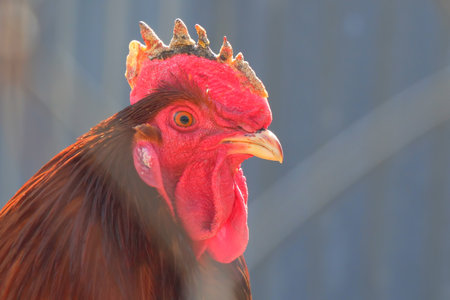Portrait of a red rooster with a red scallop close-up