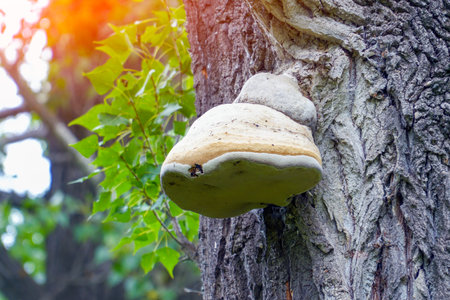 A large tinder mushroom grows on the trunk of a tree. Selective focus