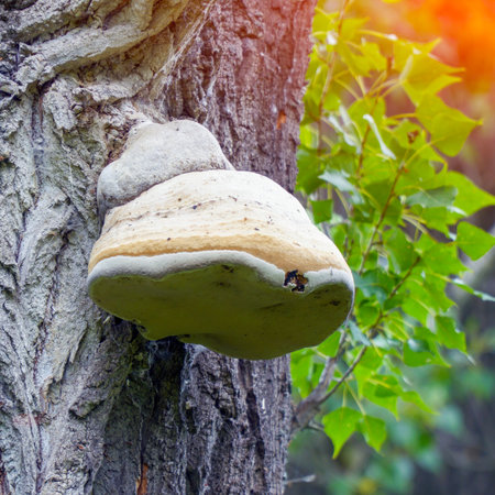 A large tinder mushroom grows on the trunk of a tree. Selective focus