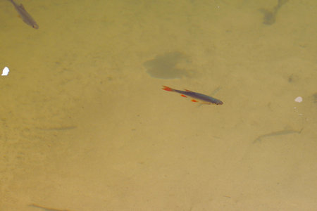 Small freshwater fish swim and play in sunny weather in a pond or in a river. Soft Focus