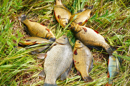 Silver and golden crucians on the grass. Fish on the grass. Selective focus.の写真素材