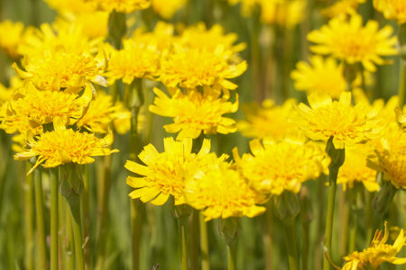 A clearing of bright yellow flowers in a green meadow. Wall Hawkweed or Hieracium murorumの写真素材