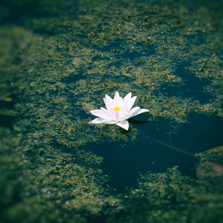 White Nenuphar or water Lily in the thickets of a pond or lake. Selective focus. Nymphaea albaの写真素材