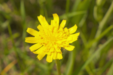 A clearing of bright yellow flowers in a green meadow.の写真素材