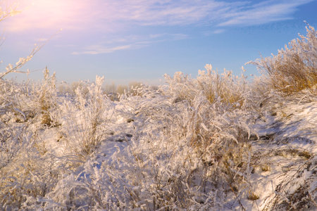 Beautiful dry grass covered with snow in the hoarfrost against a blue skyの写真素材