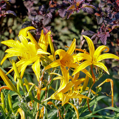 Blooming yellow daylily in the garden. Hemerocallis llioasphodelusの写真素材