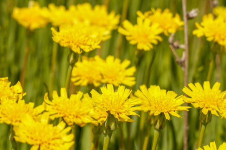 A clearing of bright yellow flowers in a green meadow. Wall Hawkweed or Hieracium murorumの写真素材