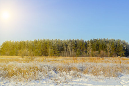 Winter pine forest in front of a large meadow with dry grass covered with snowの写真素材