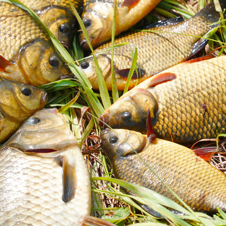 Silver and golden crucians on the grass. Fish on the grass. Selective focus.