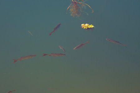 Small freshwater fish swim and play in sunny weather in a pond or in a river. Soft Focus