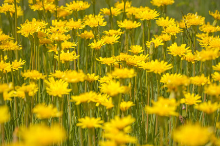 A clearing of bright yellow flowers in a green meadow. Wall Hawkweed or Hieracium murorumの写真素材