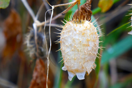 Dry fruits of cucumber or Echinocystis lobata plantsの写真素材