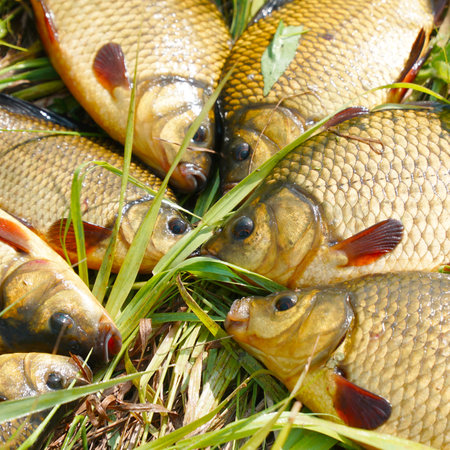 Silver and golden crucians on the grass. Fish on the grass. Selective focus.の写真素材