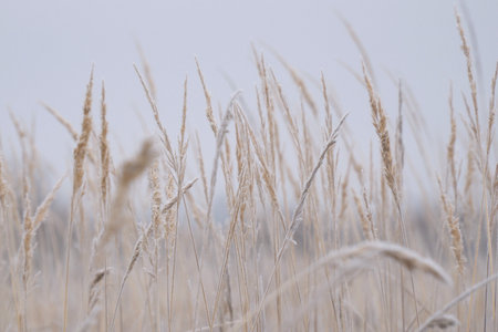 The winter background is dry frozen grass in the morning hoarfrost in cloudy weather. Winter silence. Selective focus.の写真素材