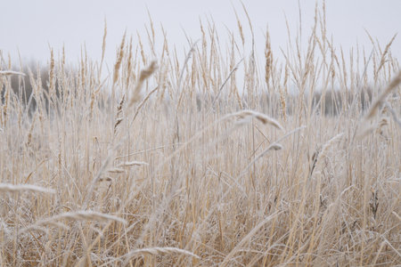 The winter background is dry frozen grass in the morning hoarfrost in cloudy weather. Winter silence. Selective focus.の写真素材