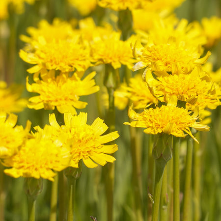 A clearing of bright yellow flowers in a green meadow. Wall Hawkweed or Hieracium murorumの写真素材