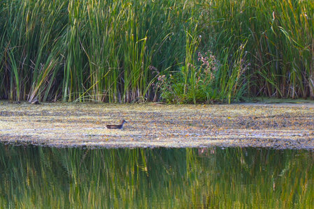 Small grey birds swim in front of the reeds, feed and eat their food. Small birds in its natural habitat among reeds and duckweedの写真素材