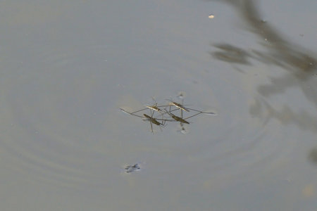 Water skaters swim and rest on the surface of the water. Gerridae - Gerris lacustris