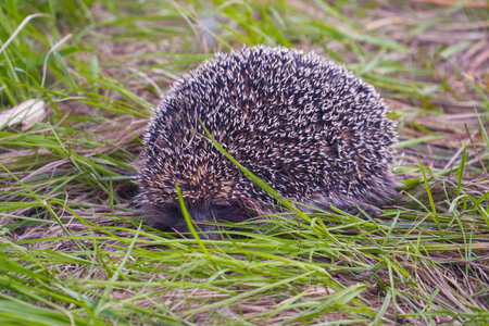 A wild hedgehog in the autumn grassの写真素材