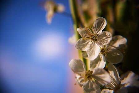flowering plum background.の写真素材
