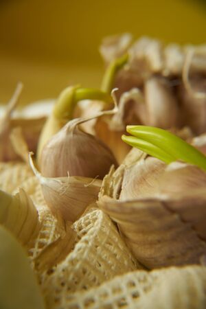 Composition with flowering garlicの写真素材