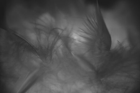 Feather closeup background.の写真素材
