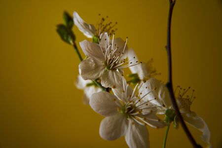 flowering plum background.の写真素材