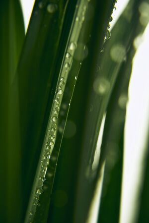 Water drops on the plantの写真素材