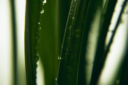 Water drops on the plantの写真素材