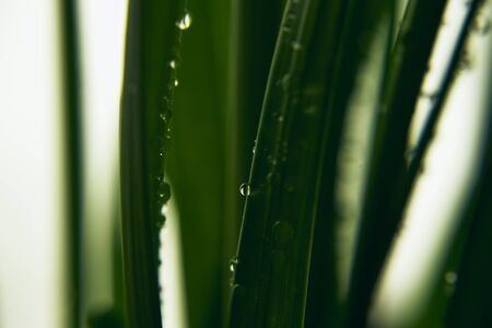 Water drops on the plantの写真素材