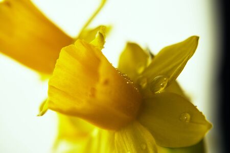 blooming narcissus background.の写真素材