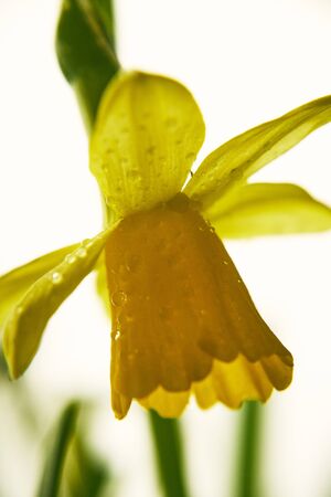 blooming narcissus background.の写真素材