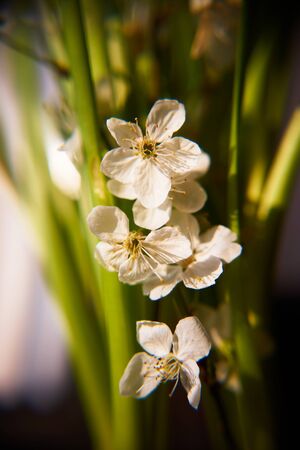 flowering plum background.の写真素材