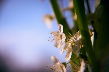 flowering plum background.の写真素材