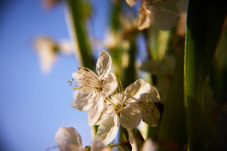 flowering plum background.の写真素材