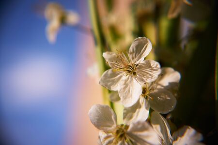 flowering plum background.の写真素材