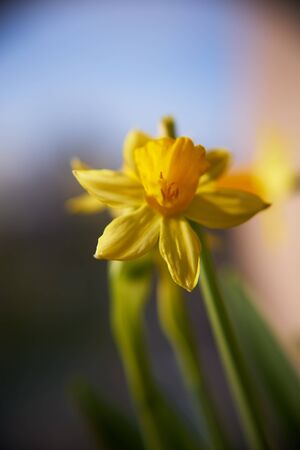 blooming narcissus background.の写真素材