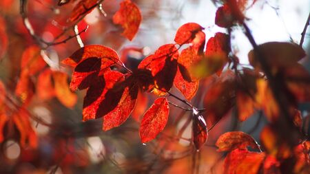 leaves  autumnの写真素材