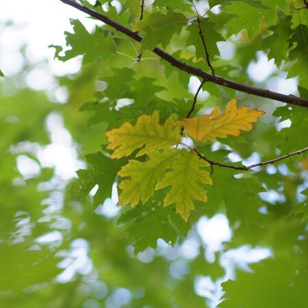 leaves  autumn