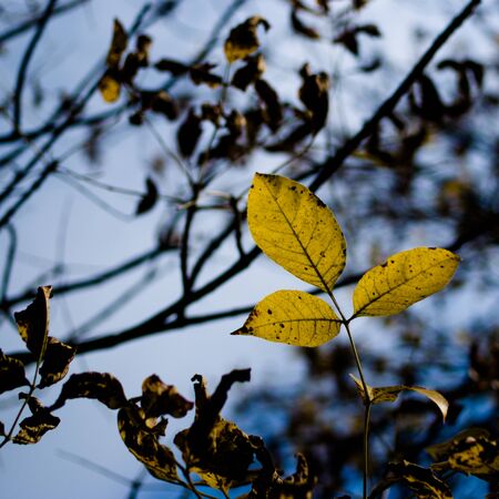 leaves  autumn