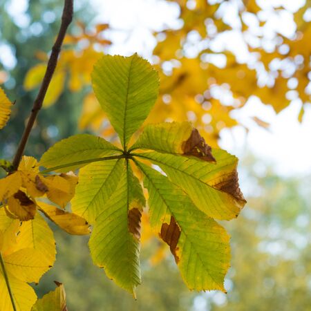 leaves  autumnの写真素材